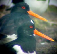 03Langeoog060416-Schloppteich048 ger