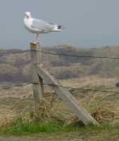 04Langeoog060416-Melkhrn057 ger.JPG