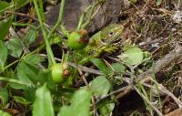 060806BadKreuznach111.JPG