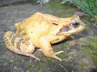 Frosch ger.JPG