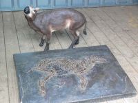 messelpferd ger