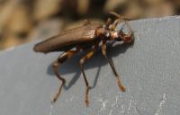 oedemeridae ger